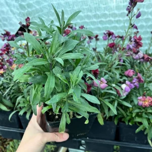 Erysimum Wallflower Live Plant – Fragrant Perennial Plant – 4 inch Pot – Outdoor - Image 7