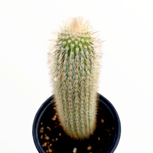 Espostoa guentheri Cactus Live Plant – Drought Tolerant Succulent for Sunny Areas - Image 2