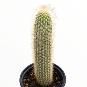Espostoa guentheri Cactus Live Plant – Drought Tolerant Succulent for Sunny Areas - Image 1