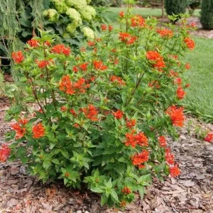 Estrellita Scarlet Firecracker Bush Live Plant – Bouvardia – 4 inch Pot - Image 2