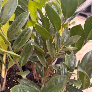 Eternity Plant (Zamioculcas zamiifolia) Live Plant – 1 Plant – Indoor/Outdoor - Image 2