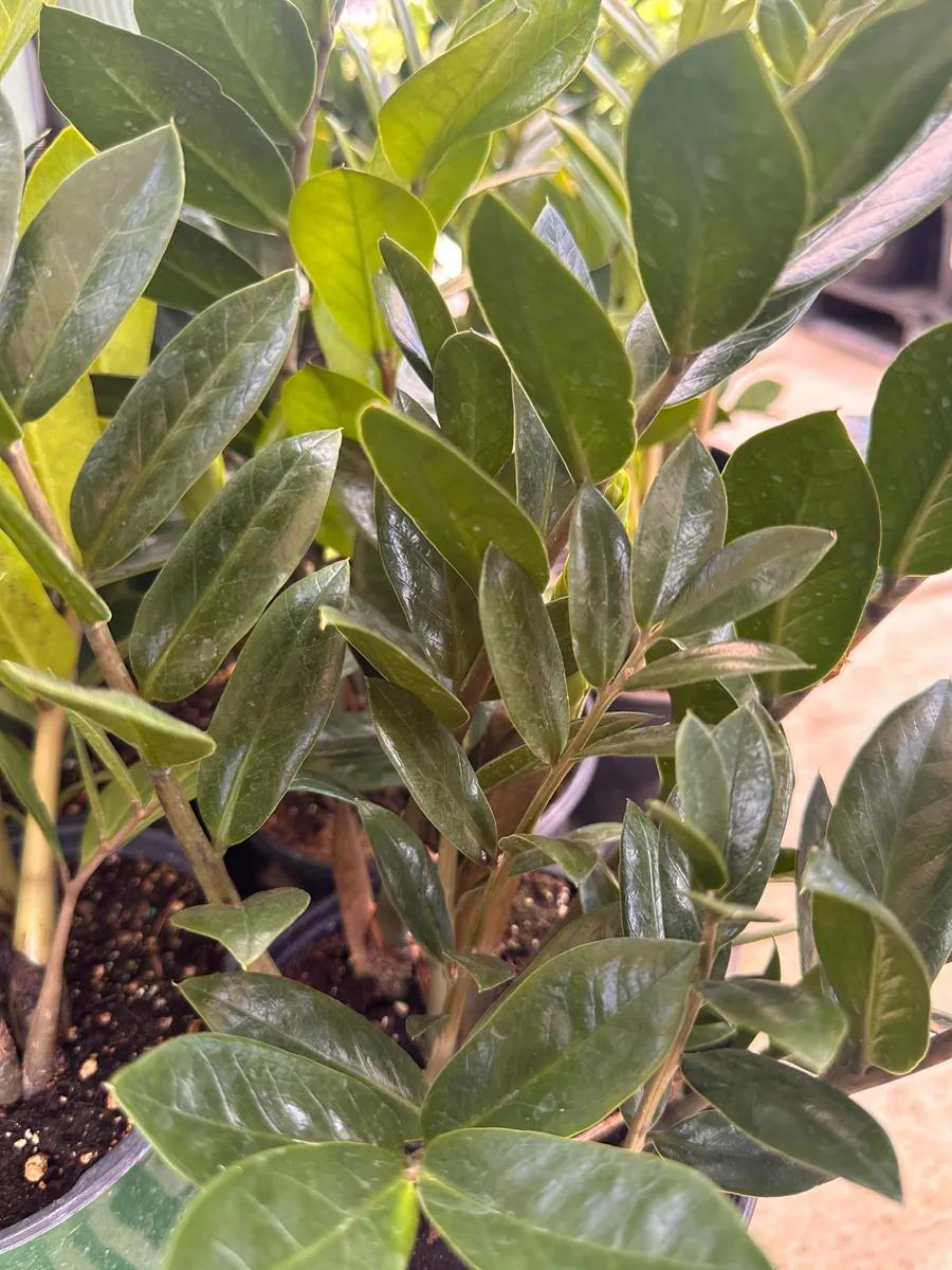 Eternity Plant (Zamioculcas zamiifolia) Live Plant – 1 Plant – Indoor/Outdoor - Image 2