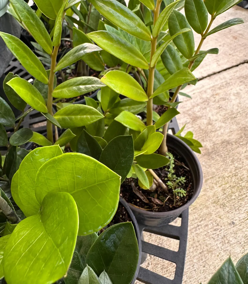 Eternity Plant (Zamioculcas zamiifolia) Live Plant – 1 Plant – Indoor/Outdoor - Image 3