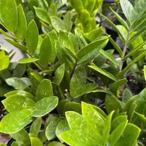 Eternity Plant (Zamioculcas zamiifolia) Live Plant – 1 Plant – Indoor/Outdoor - Image 1