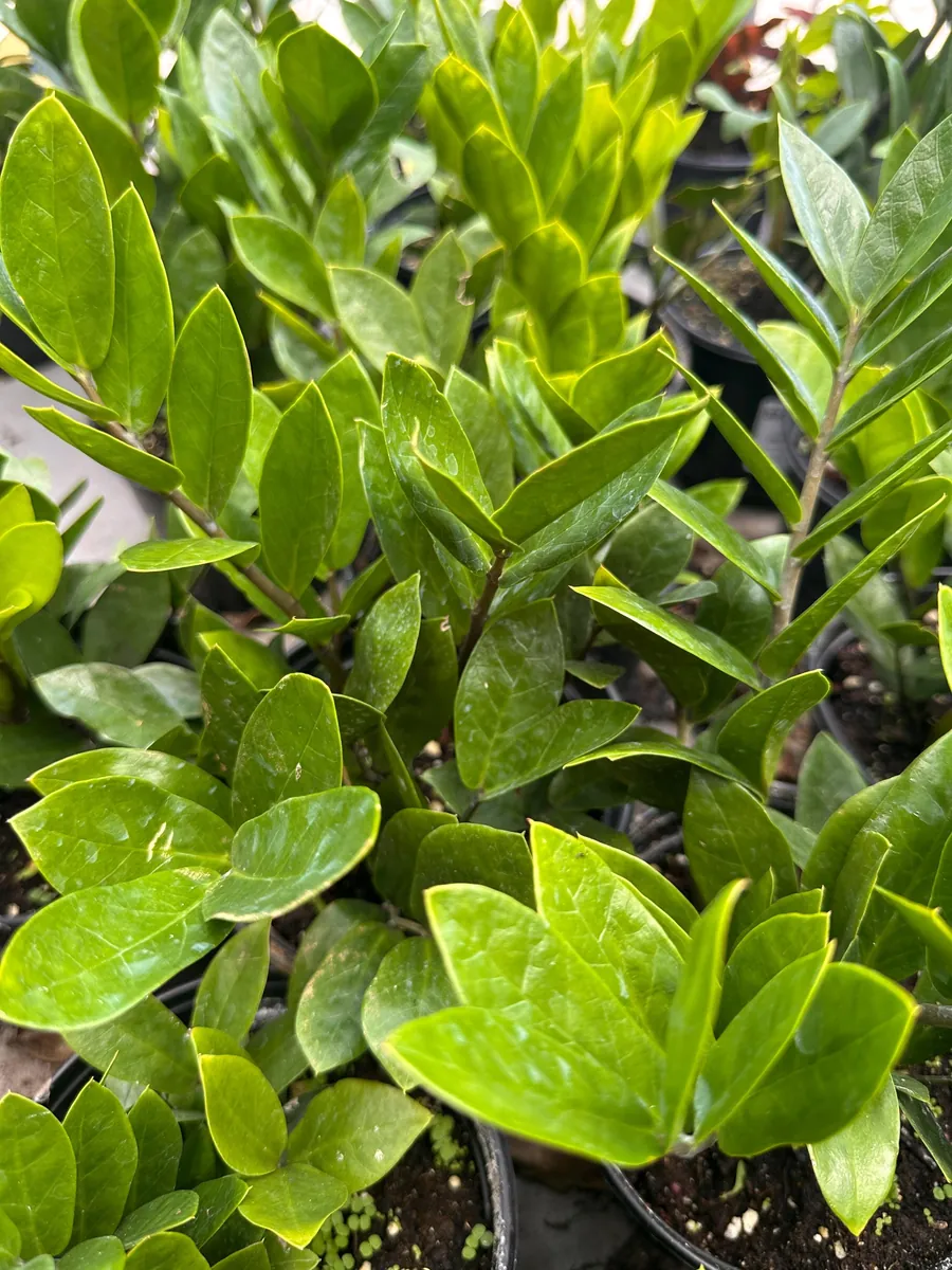 Eternity Plant (Zamioculcas zamiifolia) Live Plant – 1 Plant – Indoor/Outdoor - Image 1