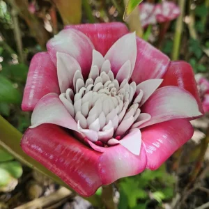 Etlingera Venusta Malay Rose Ginger Rhizome - Tropical Exotic Blooms 10-inch Stock - Image 1