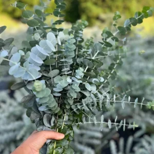 Eucalyptus Baby Blue Live Plant - 3-6