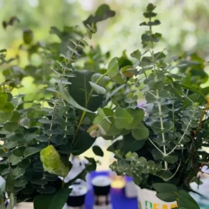 Eucalyptus Baby Blue Live Plant - 3-6