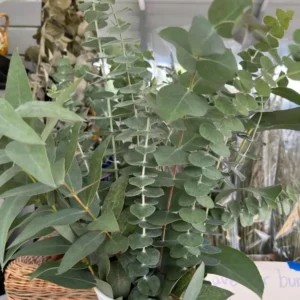 Eucalyptus Baby Blue Live Plant - 3-6