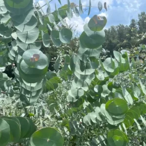 Eucalyptus Baby Blue Live Plant - 3-6