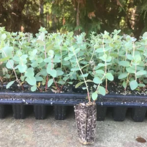 Eucalyptus Baby Blue Live Plant - 3-6