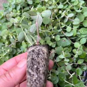 Eucalyptus Baby Blue Live Plant - 3-6