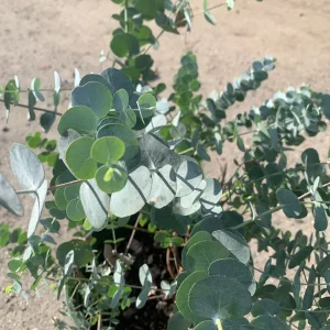 Eucalyptus Cinerea Silver Dollar Live Plant - 1 to 2 Ft Tall - 3 Gallon Pot - Image 2