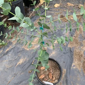 Eucalyptus Cinerea Silver Dollar Tree - Live Plant 2-3 ft Tall 3 Gallon Pot - Image 4