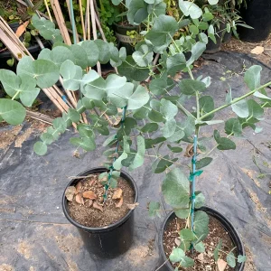 Eucalyptus Cinerea Silver Dollar Tree - Live Plant 2-3 ft Tall 3 Gallon Pot - Image 1