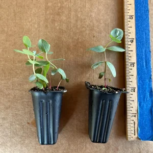 Eucalyptus Cinerea Silver Dollar Tree Live Plant – Evergreen Starter Plug - Image 3