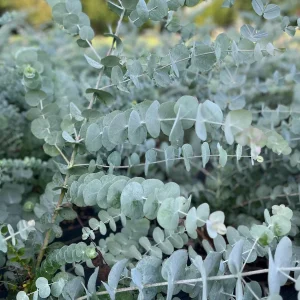 Eucalyptus Cinerea Silver Dollar Tree Live Plant – Evergreen Starter Plug - Image 1