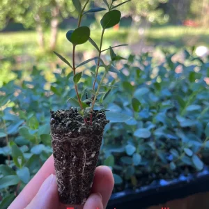 Eucalyptus Cinerea Silver Dollar Tree Live Plant – Evergreen Starter Plug - Image 5