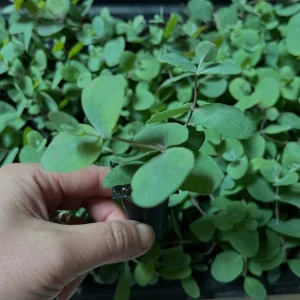Eucalyptus Cinerea Silver Dollar Tree Live Plant – Evergreen Starter Plug - Image 6