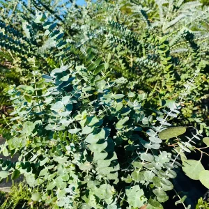 Eucalyptus Hydrosol Spray - Natural Room, Linen & Shower Mist - 4 oz Bottle - Image 7