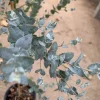 Eucalyptus 'Moon Lagoon' Live Plant – Ornamental Evergreen – 6" Pot - Image 1