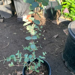 Eucalyptus Silver Drop Live Plant – 1 Foot Tall – Ship in 6 inch pot – Outdoor Foliage - Image 1