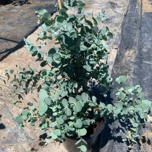 Eucalyptus Silver Drop Live Plant – 1 to 2 Feet Tall, 3 Gallon Pot - Image 3
