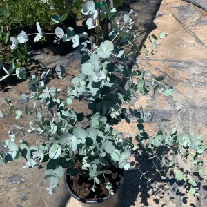 Eucalyptus Silver Drop Live Plant – 1 to 2 Feet Tall, 3 Gallon Pot - Image 4