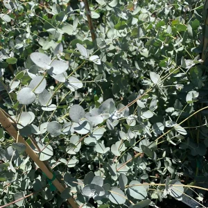 Eucalyptus Silver Drop Live Plant – 1 to 2 Feet Tall, 3 Gallon Pot - Image 1