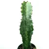 Euphorbia acrurensis 'Desert Candle' Live Plant – Unique Cactus Succulent - Image 1