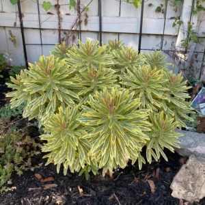 Euphorbia Ascot Rainbow Live Plant - 3-6