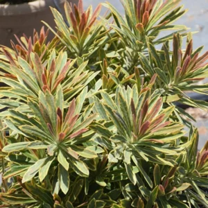 Euphorbia Ascot Rainbow Live Plant - 3-6" Tall Plug - Colorful Variegated Perennial - Image 1