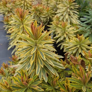 Euphorbia Ascot Rainbow Live Plant - 3-6