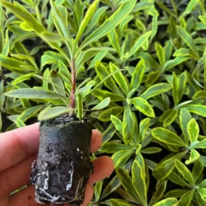 Euphorbia Ascot Rainbow Live Plant - 3-6