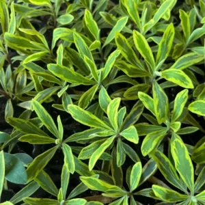 Euphorbia Ascot Rainbow Live Plant - 3-6