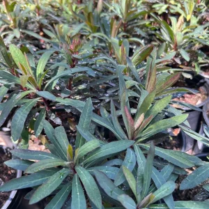 Euphorbia Blackbird Live Plant – 1ft Tall, 1 Gallon Pot – Outdoor Shrub - Image 2