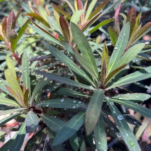 Euphorbia Blackbird Live Plant – 1ft Tall, 1 Gallon Pot – Outdoor Shrub - Image 1
