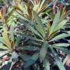 Euphorbia Blackbird Live Plant – 1ft Tall – Potted Shrub for Full Sun - Image 1