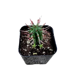 Euphorbia Ferox Cactus Live Plant - Spiny Succulent - Drought Tolerant - Image 2