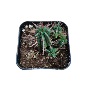 Euphorbia Ferox Cactus Live Plant - Spiny Succulent - Drought Tolerant - Image 1