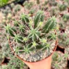 Euphorbia Ferox Clusters Live Plant – African Milk Barrel, 3.5" & 6" Pot - Image 1