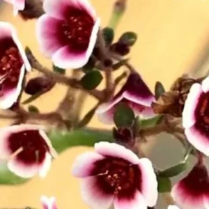 Euphorbia Guiengola Seeds - Exotic Rare Succulent Caudex - 7 Seeds - Image 2