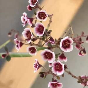 Euphorbia Guiengola Seeds - Exotic Rare Succulent Caudex - 7 Seeds - Image 1