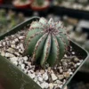 Euphorbia Horrida Boiss Live Plant – Rare Succulent in 3" Pot – Indoor - Image 1