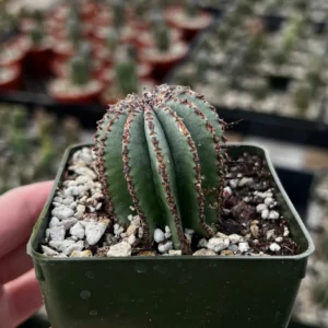 Euphorbia Horrida Boiss Live Plant – Rare Succulent in 3