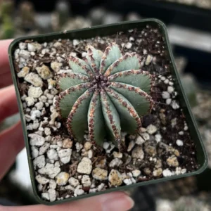 Euphorbia Horrida Boiss Live Plant – Rare Succulent in 3