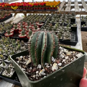 Euphorbia Horrida Boiss Live Plant – Rare Succulent in 3