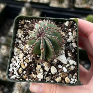 Euphorbia Horrida Boiss Live Plant – Rare Succulent in 3