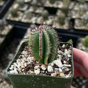 Euphorbia Horrida Boiss Live Plant – Rare Succulent in 3