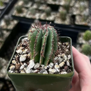 Euphorbia Horrida Boiss Live Plant – Rare Succulent in 3
